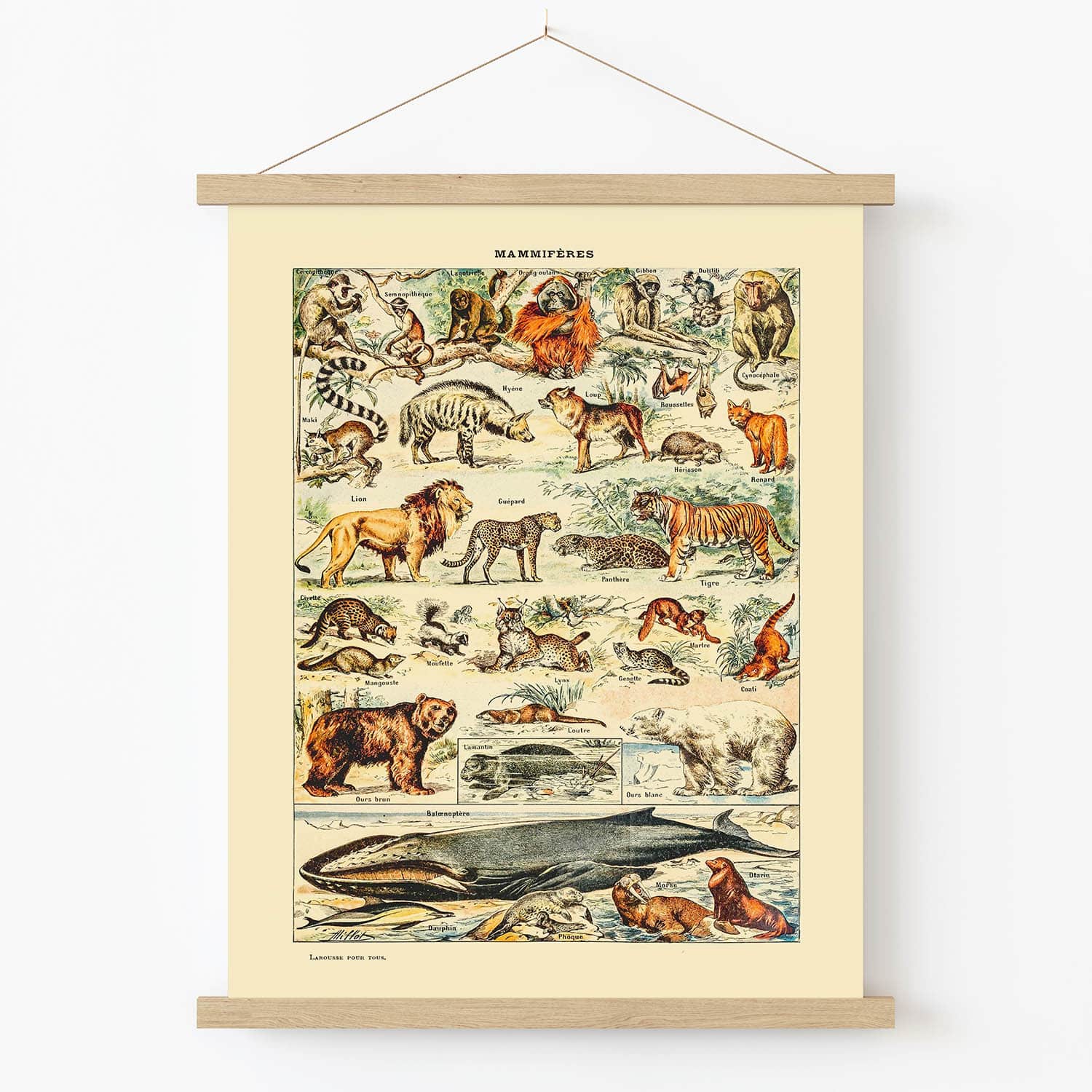 Wild Animals Art Print | Scientific Mammal Chart | Vintage Wall Art – Public Art Garden Wild Animals Art Print | Scientific Mammal Chart | Vintage Wall Art – Public Art Garden